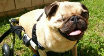Marcelino, days in a wheelchair.