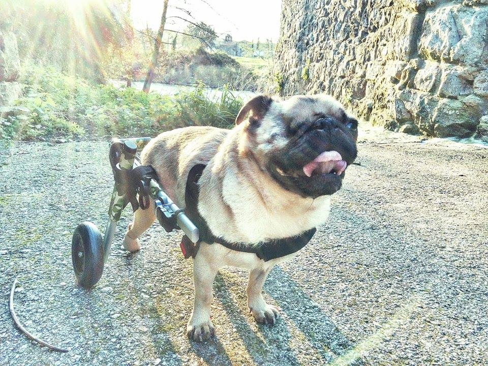 Cómo hacer un carrito para perro paralítico? - Perros siempre en movimiento