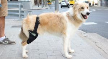 How to take the dog in the car?