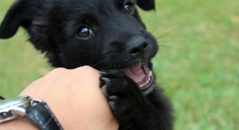 Does our dog understand us when we talk to him?