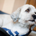 Hernia discal en perros: consejos para ayudar a tu mascota