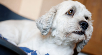 Herniated disc in dogs: tips to help your pet