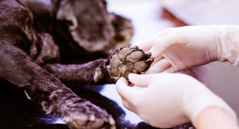 Symptoms to detect osteoarthritis in dogs that you should know