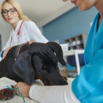 Artrosis en perros: los tratamientos más adecuados para aliviarla