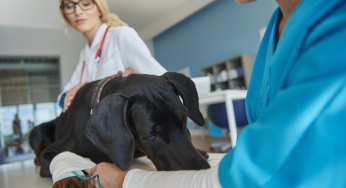 Artrosis en perros: los tratamientos más adecuados para aliviarla