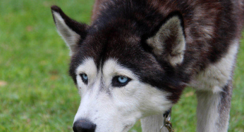 Main symptoms of herniated disc in dogs