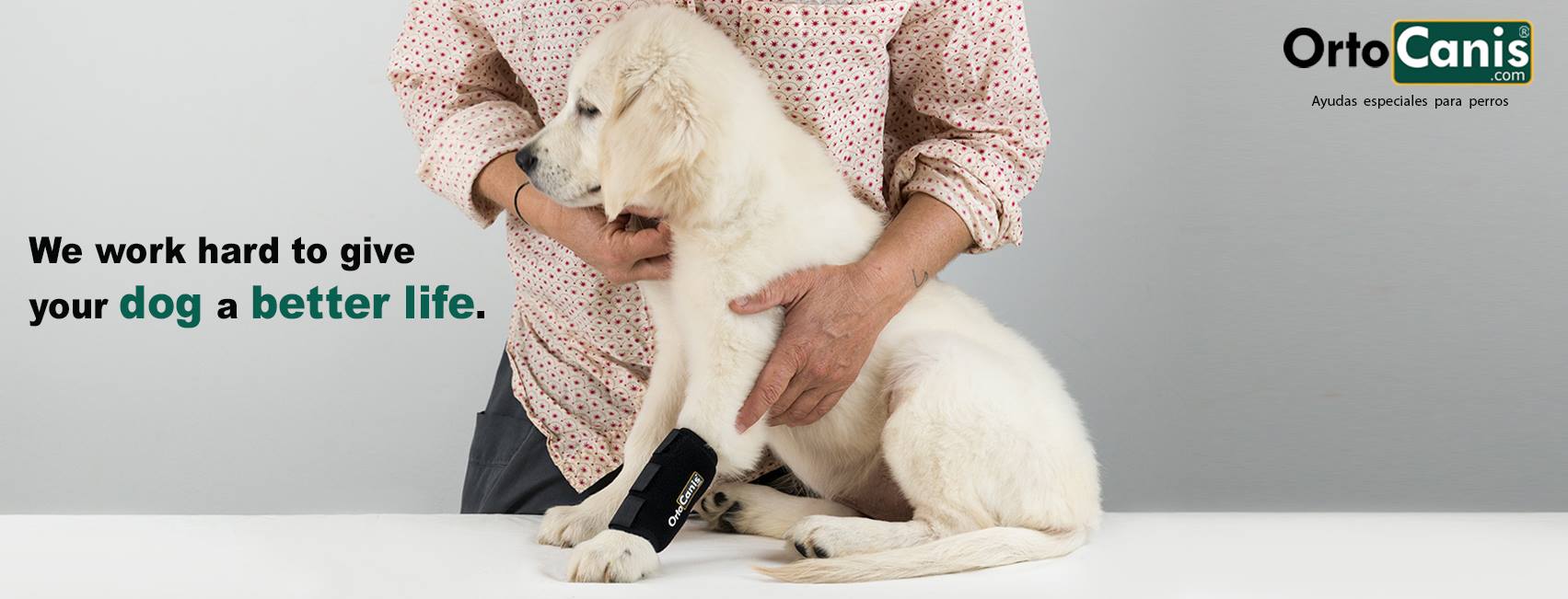 Cómo detectar una enfermedad o problema en las patas del perro