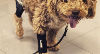 Cómo detectar y tratar la bursitis de codo en los perros