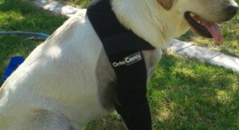 Artritis en perros: síntomas, diagnóstico y tratamiento