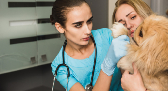 Most common canine injuries