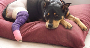 Everything you need to know about rehabilitation for dogs