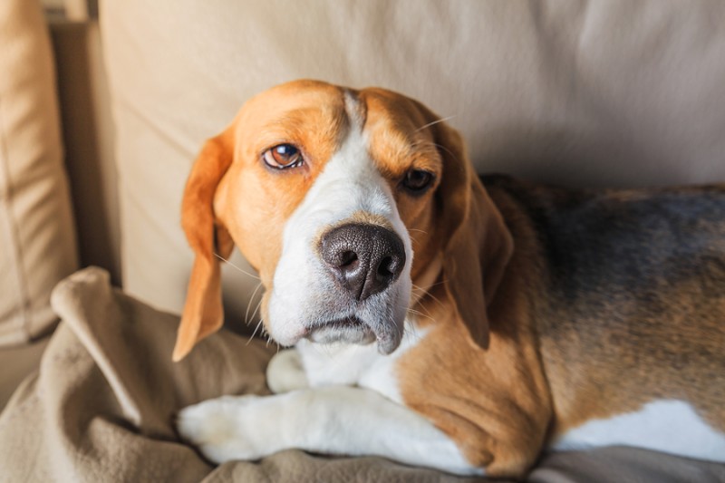 Cómo saber si mi perro tiene dolor? - Fisioterapiaviva