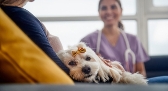 How to detect osteoarthritis in dogs