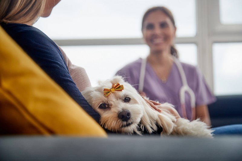 Cómo detectar la artrosis en los perros