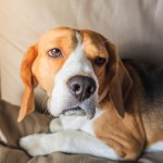 Cómo identificar el dolor en los perros