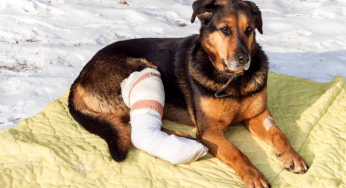 How to Treat Bone Fractures in Dogs