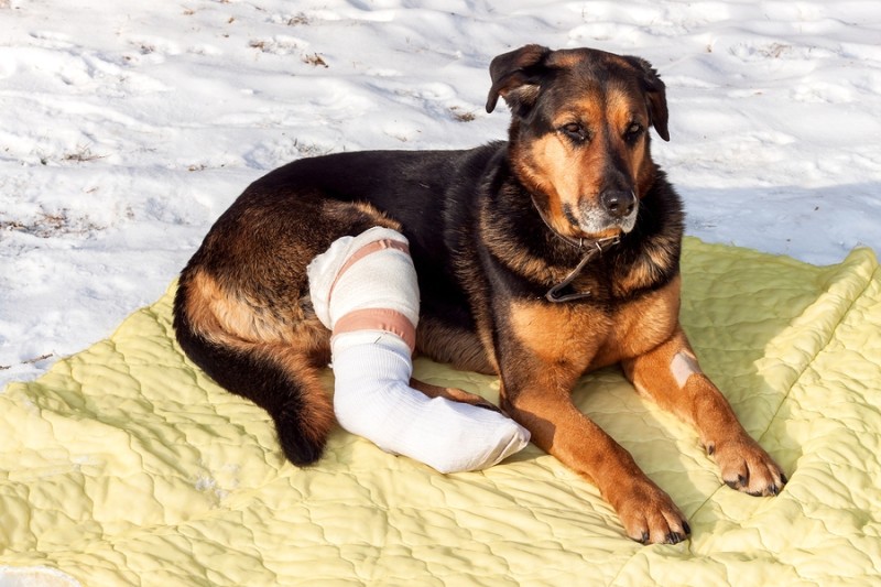 Cómo tratar las fracturas de hueso en los perros