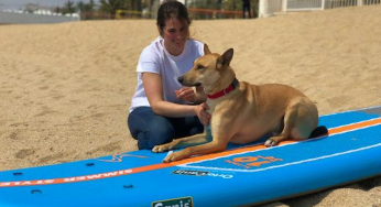 How to prevent problems in the dog’s paws