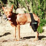 ligamento cruzado en perros