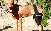 ligamento cruzado en perros
