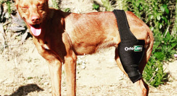 Rotura total o parcial de ligamento cruzado en perros