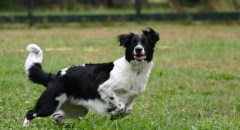 How to strengthen a dog’s joints