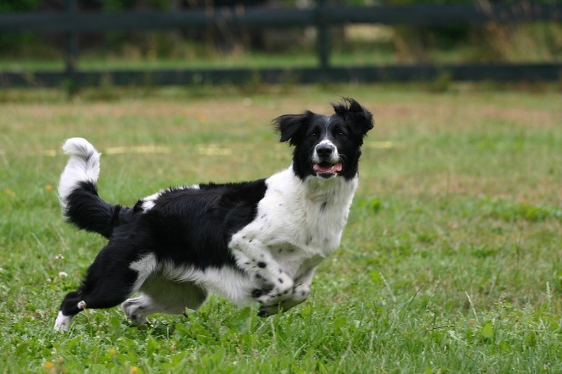 Cómo fortalecer las articulaciones de un perro