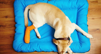How to act in the face of a dog fracture