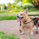 Cómo cuidar de un perro discapacitado