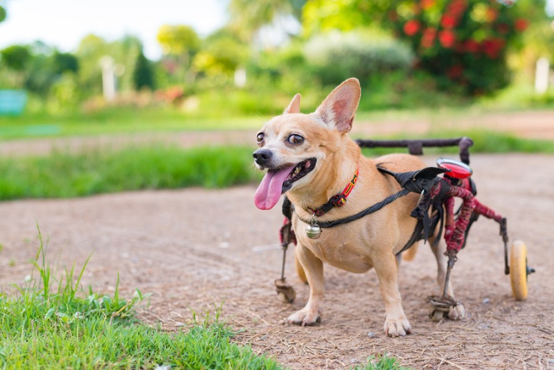 Cómo cuidar de un perro discapacitado