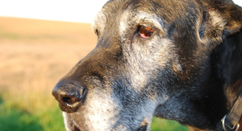 Las enfermedades de los perros adultos y su sintomatología