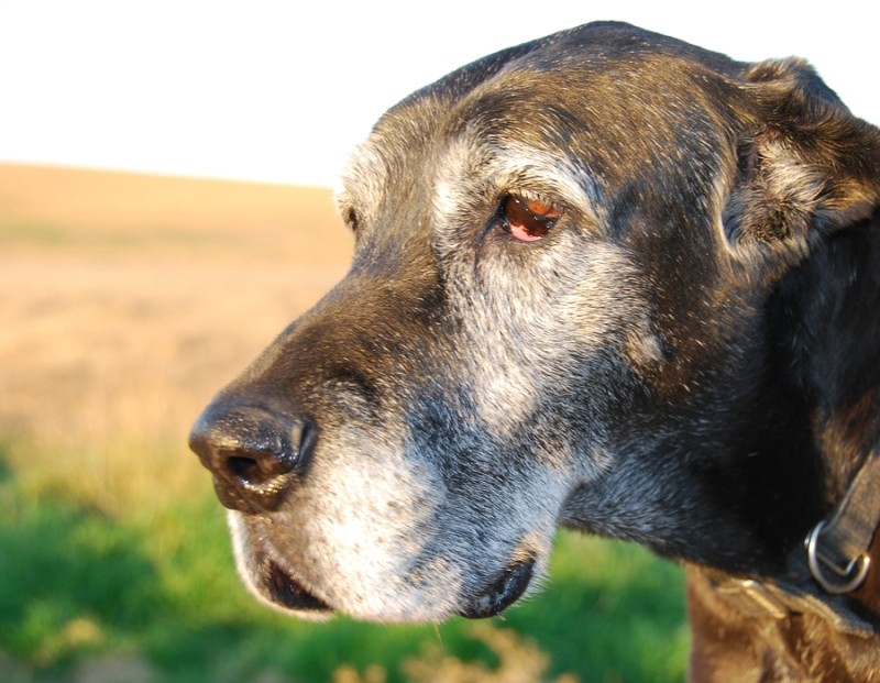 Las enfermedades de los perros adultos y su sintomatología
