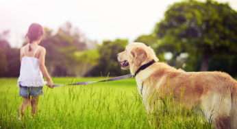 Reasons why a dog has trouble walking