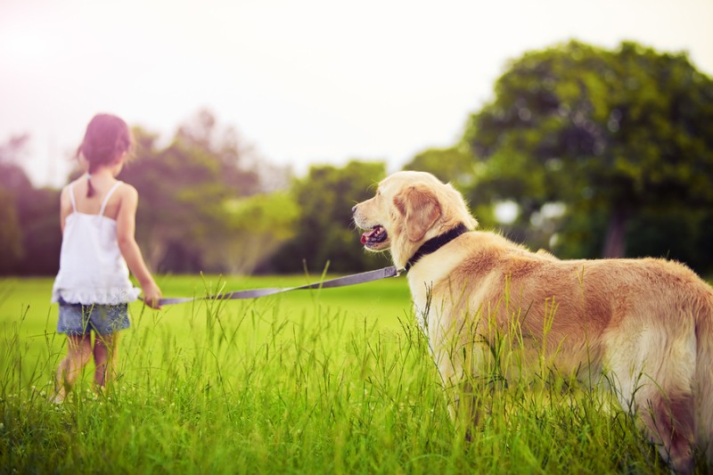 Razones por las que un perro tiene problemas para caminar