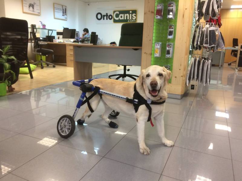 Rollstuhl für Ortocanis-Hund