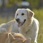 Causas de una cojera en los perros jóvenes