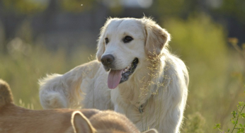 Causes of a limp in young dogs