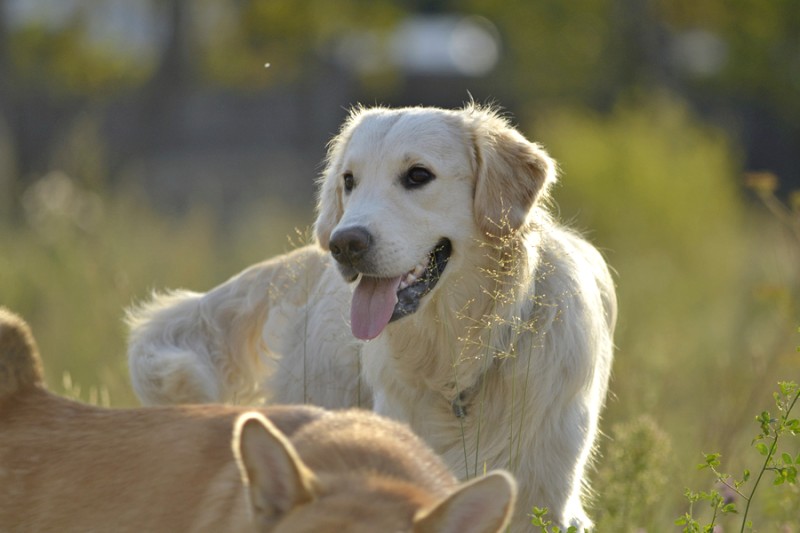 Causas de una cojera en los perros jóvenes