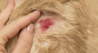 Cómo cuidar la piel de un perro discapacitado