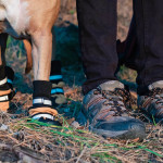 Botas para perros: para prevenir y curar lesiones