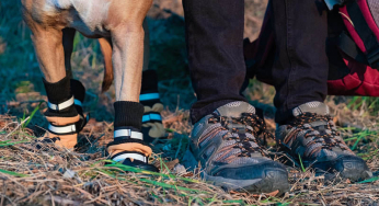 Botas para perros: para prevenir y curar lesiones