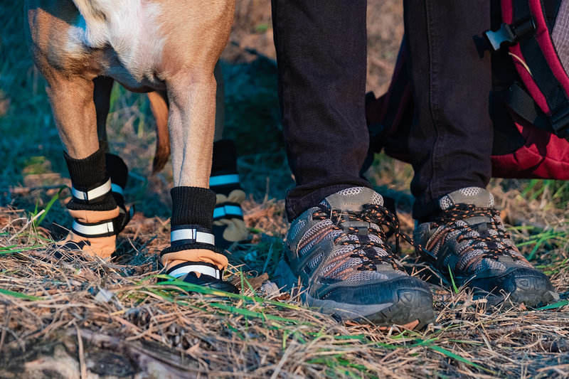 Botas para perros: para prevenir y curar lesiones