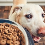 Consejos nutricionales para prevenir enfermedades en los perros