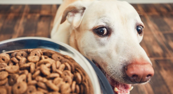 Nutritional advice to prevent diseases in dogs