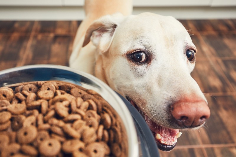 Consejos nutricionales para prevenir enfermedades en los perros