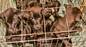 New US law requires dog stores to sell animals rescued from shelters.