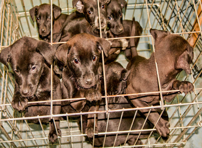 Fábrica de cachorros