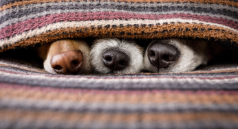 Winter care for dogs