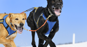 How to choose a dog harness