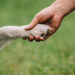 Qué hacer ante un perro que arrastra los nudillos al andar